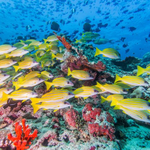 Scuba,Diving,With,Group,Of,Bluestripe,Snapper